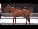 【ダーレー・ジャパン種牡馬展示会2025】ダートGI6勝レモンポップなど12頭が登場！