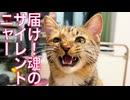 甘えアピール猫、魂のサイレントニャー