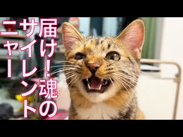 甘えアピール猫、魂のサイレントニャー