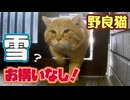 さすが…たくましい…【野良猫】