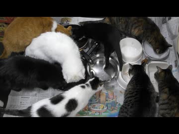 今週のおやつ（本隊）【蒼民家の猫々】