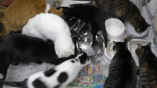 今週のおやつ（本隊）【蒼民家の猫々】