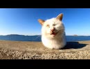 手足を見せないように座る野良猫が何か話し掛けてきた