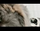 ちゅーるフェスティバル