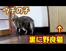 うしろ！うしろ！【野良猫】