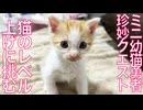 ミニミニ勇者子猫、珍妙クエストでレベルアップ