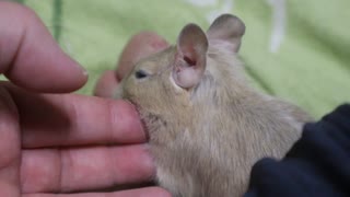 ｵﾃﾞﾉｱｼﾊﾎﾞﾄﾞﾎﾞﾄﾞﾀﾞ!
