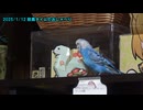 セキセイインコのくう 放鳥タイムのおしゃべりと豆まき20250112,0130,0204
