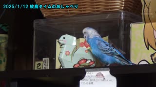 セキセイインコのくう 放鳥タイムのおしゃべりと豆まき20250112,0130,0204