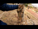 雪が止んだので公園に行ってみたら野良猫が喜んで飛び上がって頭を擦り付けてきた