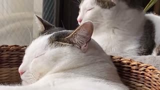 まったりぬこ