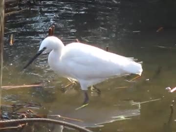 可愛い野鳥 癒し系動画？