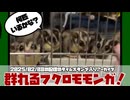 【 #おつモモンガ 】【 #睡眠用 #勉強用 #作業用BGM 】ベタ慣れフクモモ大集合！威嚇などの鳴き声の説明とかも！【2025/02/08】