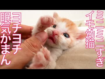 275gのミニミニ幼猫、よちよちと眠気を我慢する