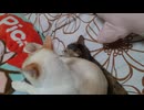 拾いねこ＠生後4570/495日目　遂にツキユキが猫団子に！
