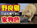 食べない…だと？【野良猫】