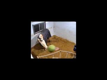 ホモと見るバスケットボールをする馬