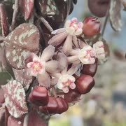 2025年2月10日のVlog