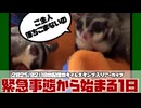 【 #おつモモンガ 】【 #睡眠用 #勉強用 #作業用BGM 】緊急事態！朝起きたらステンレスケージの柵が壊されてたり！扉が開けられてたり！ 【2025/02/10】