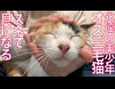 美少年オス三毛猫、スネてオスミケ貝になる