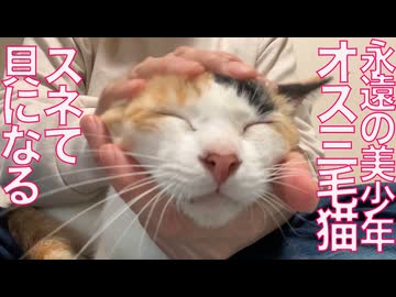 美少年オス三毛猫、スネてオスミケ貝になる