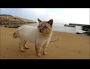 野良猫のパトロールについていったらずーっと喋りっぱなしだった