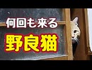 さて何回 来たでしょう？【野良猫】