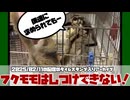 【 #おつモモンガ 】【 #睡眠用 #勉強用 #作業用BGM 】フクロモモンガは躾できない？犬や猫との違いなどを初心者飼い主に知ってもらいたい 【2025/02/11】