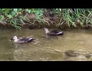 Spot-billed duck's daily life