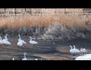 flock of swans walking