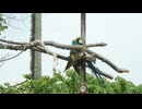talkative parrot