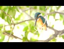 Kingfishers wear beautiful colored feathers.
