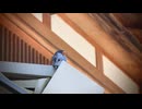 the swallow
