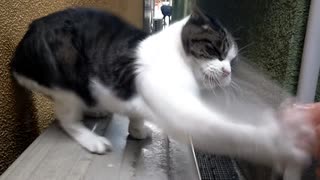 野良猫にシャーされて叩かれる奴【可愛い】