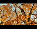 Autumn's Crimson Symphony