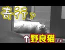 苦労して入ってきたら…【野良猫】