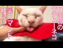 11年目のウチューネコ、まさかの裏コマンド発見