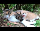 子育て中の三毛猫ちゃん、子猫を連れてきてくれた