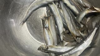 ＃ししゃも　＃シシャモ　＃グリル　＃焼き