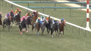 2012 デイリー杯クイーンＣ(GIII)　ヴィルシーナ