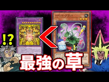 フェス最強と名高い千年デッキを倒す謎の草、「パペット・プラント」の実力とは？