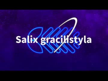 Salix gracilistyla / 初音ミク