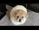 ホモと見る香箱座りをマスターした犬