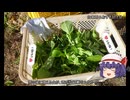 ゆっくり農民257京菜を育ててみませんか？#6