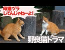 【野良猫ドラマ】公園の女王猫、バターナイフ猫にキレられる