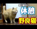 まぁ〜ながい時間…【野良猫】