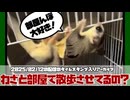 【 #おつモモンガ 】【 #睡眠用 #勉強用 #作業用BGM 】今日はフクロモモンガの散歩・部屋んぽの話をメインに！あと脱走した子を捕まえたりなど 【2025/02/12】