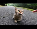 道の真ん中で寝ていた野良猫がいたのでナデナデしてみたら膝の上に乗ってきた。
