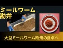 （閲覧注意　人によっては）大型ミールワーム粉末　ヨーロッパの食卓に登場へ　欧州議会が合法化 】 （スプートニク）