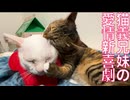 ウチューネコ兄妹、愛情新喜劇を披露する